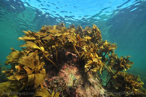 Magic Seaweed and Climate Change: Examining the Impacts on Growth and Distribution